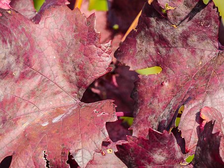Autunno, Foglie Di Vite