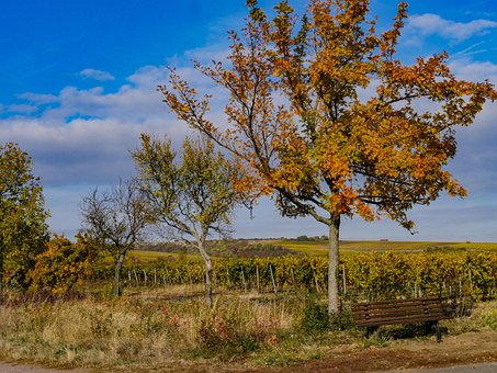 Autunno, Vigneti, Paesaggio
