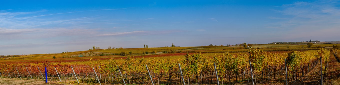 Autunno, Vigneti, Panorama, Paesaggio