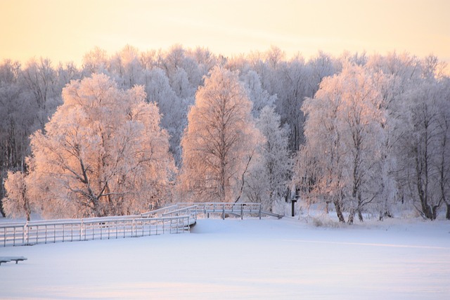 Free Snow Lapland photo and picture