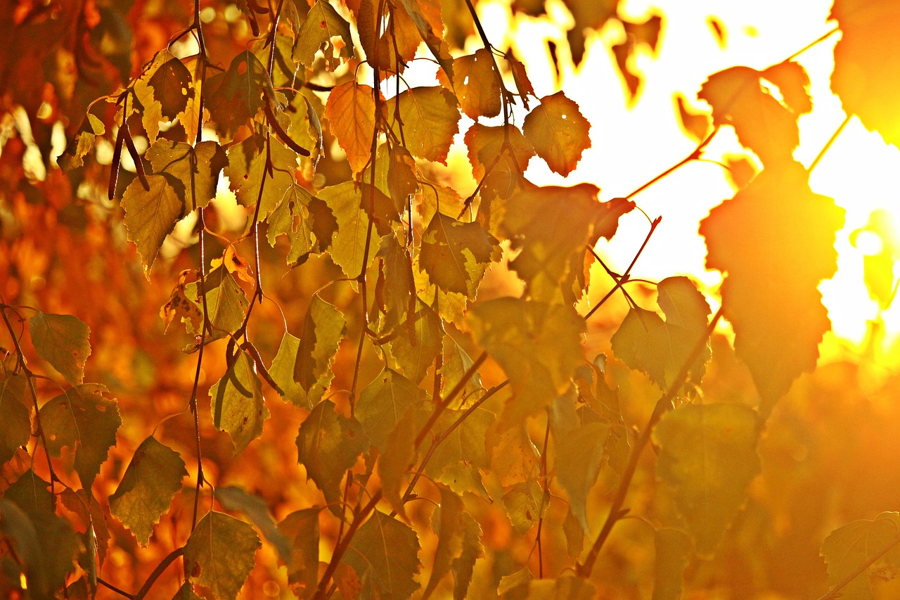 阳光 秋天的颜色 桦木 - Pixabay上的免费照片 - Pixabay