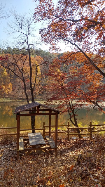 Free Autumn Leaves photo and picture