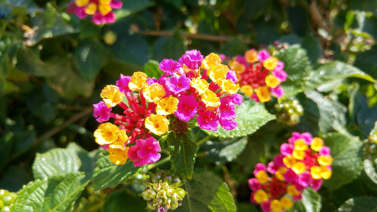 Lantana flowers