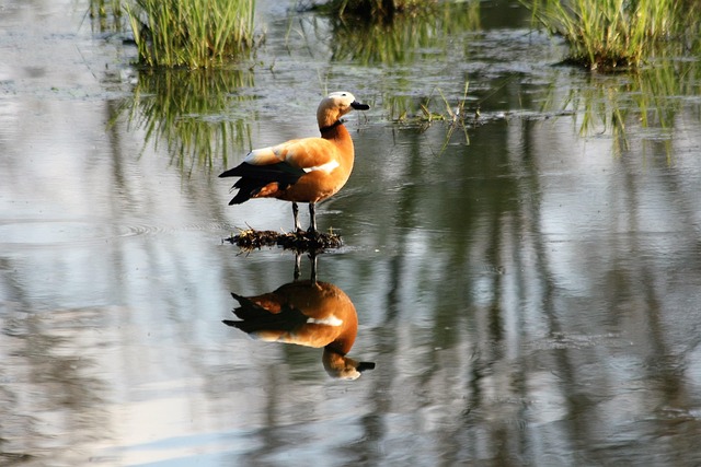 Ente See - Kostenloses Foto auf Pixabay - Pixabay