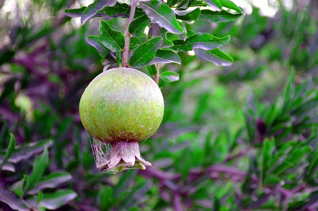 Free Pomegranate On The Tree Autumn photo and picture