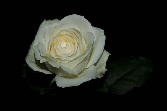 Free Rose Flower photo and picture