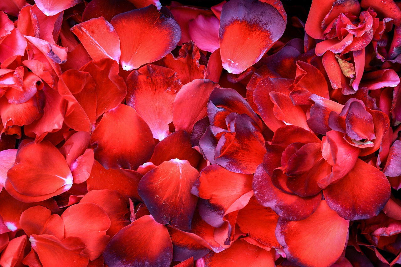 Wallpaper Of Rose Petals
