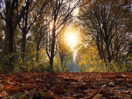 Herbst, Sun, Laub, Natur, Jahreszeit