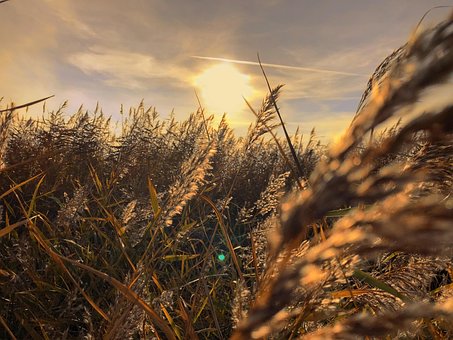 Sonnenuntergang, Kornfeld, Feld, Natur