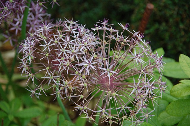 Paars, Natuur, Bloem Behang, Bloemen