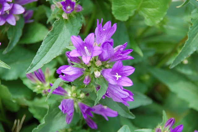 Paars, Natuur, Bloem Achtergrond