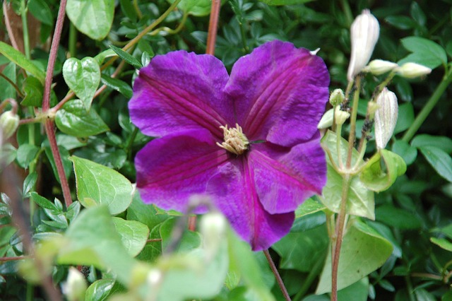 Paars, Natuur, Bloemen, Planten, Tuin