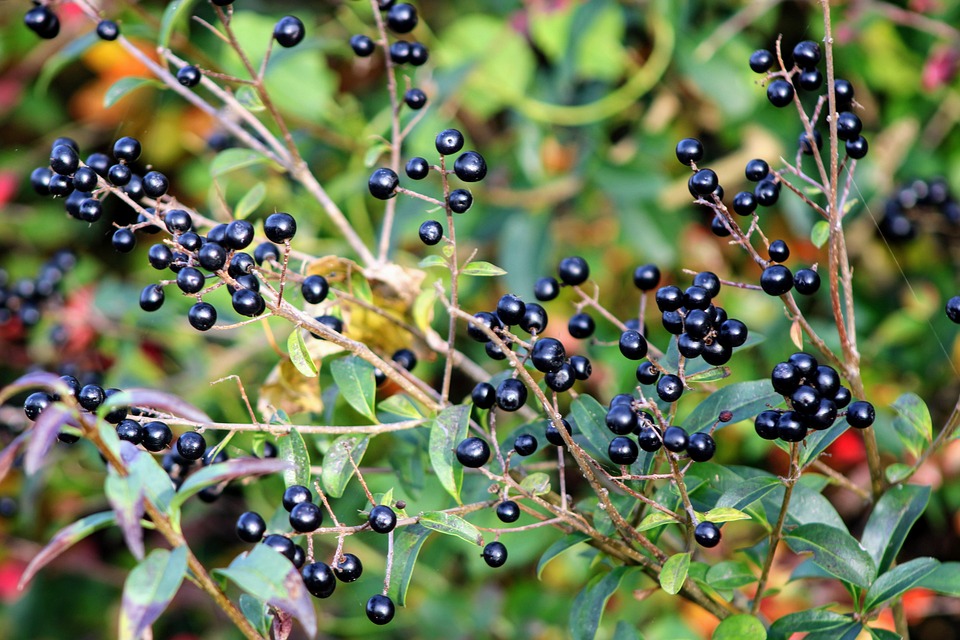 Privet, Bush, Autumn, Nature, Green, Berries