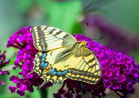 Free Dovetail Butterfly photo and picture