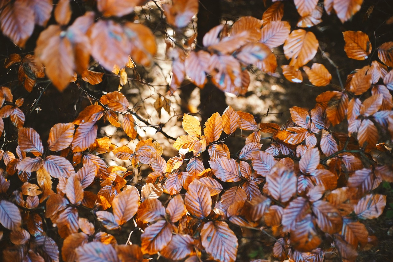 Autumn Foliage Leaves - Free photo on Pixabay - Pixabay