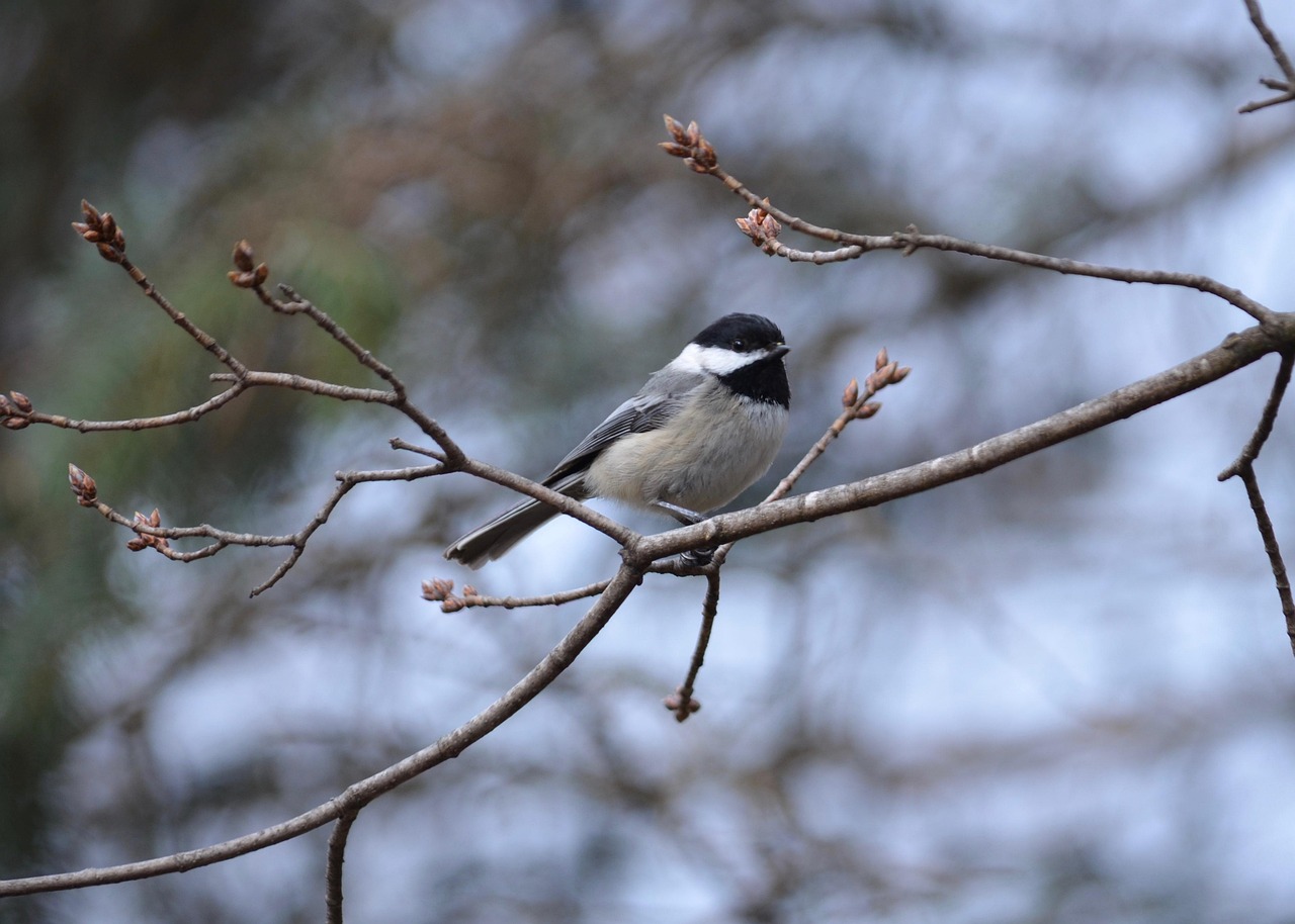 black-capped-chickadee-3795312_1280.jpg