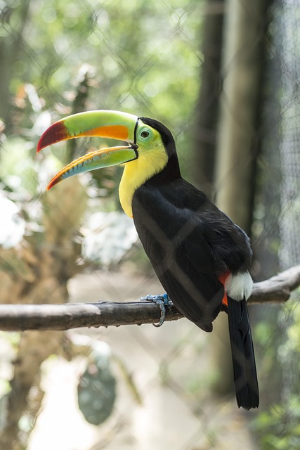 Free Zoo Bird photo and picture