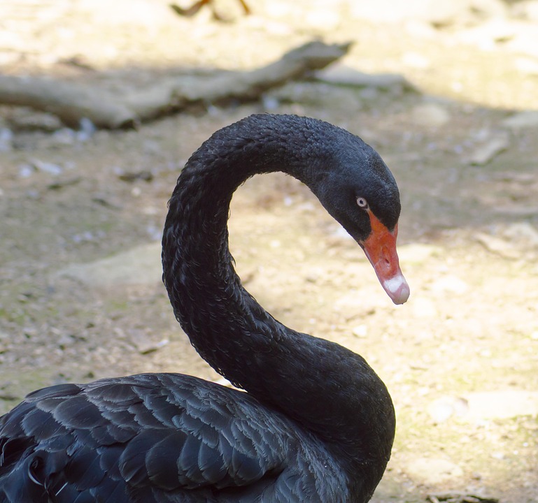 8700 Gambar Binatang Angsa Hitam HD Terbaik