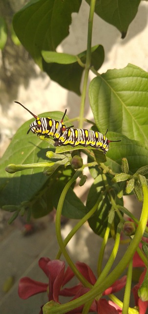 Caterpillar Warm Insect - Free photo on Pixabay