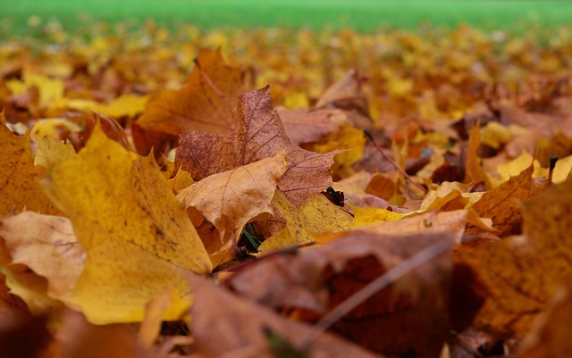 Fall Leaves Autumn - Free photo on Pixabay - Pixabay