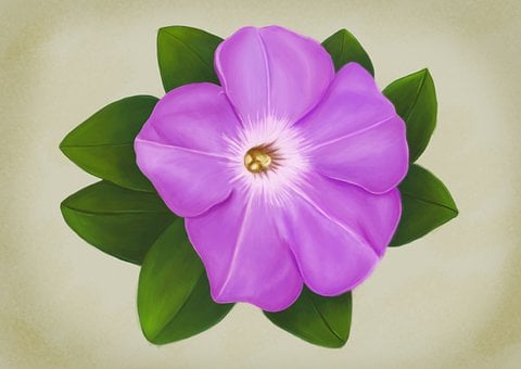 Λουλούδι, Παραλία Moonflower, Μωβ, Άνθος