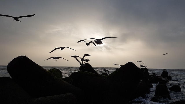 Free Sylt North Sea photo and picture