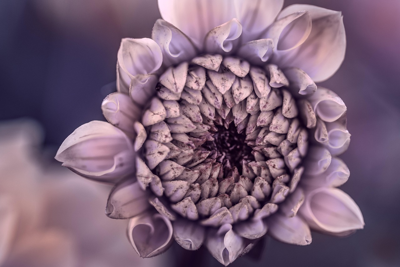 Flower - free online jigsaw puzzle photo