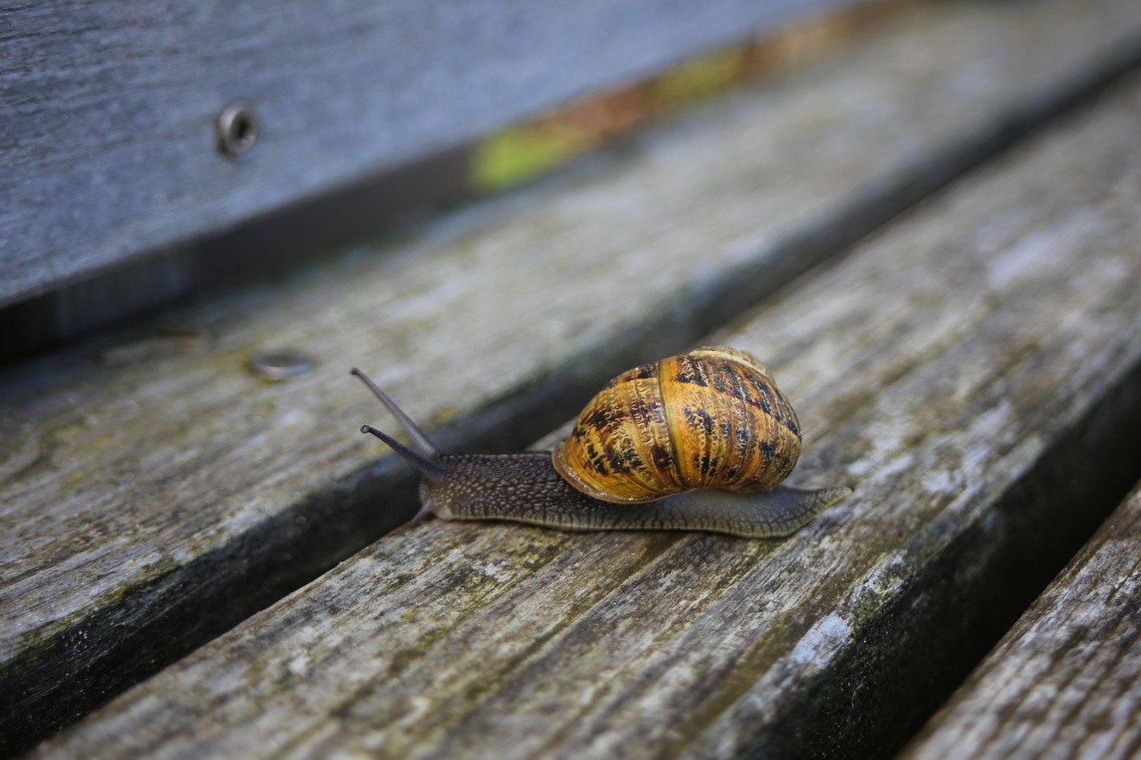 Snail Anmal Shells Snail Shell Creeping Animal - Free photo on Pixabay - Pixabay