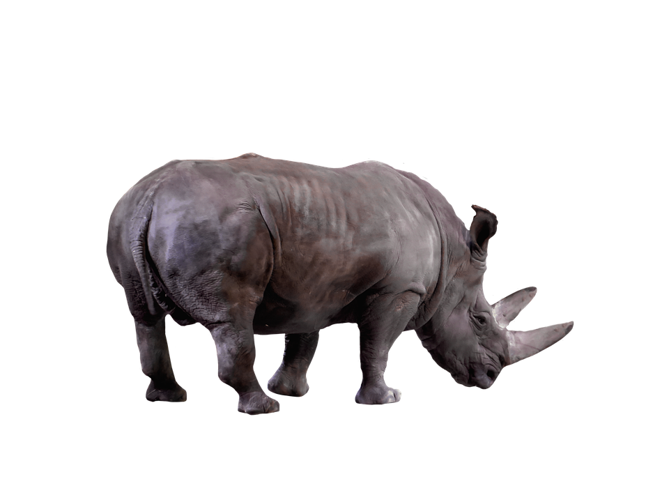 560 Gambar Hewan Hewan Png Terbaru