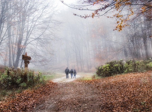 Niebla, Bosque, Árboles, Naturaleza