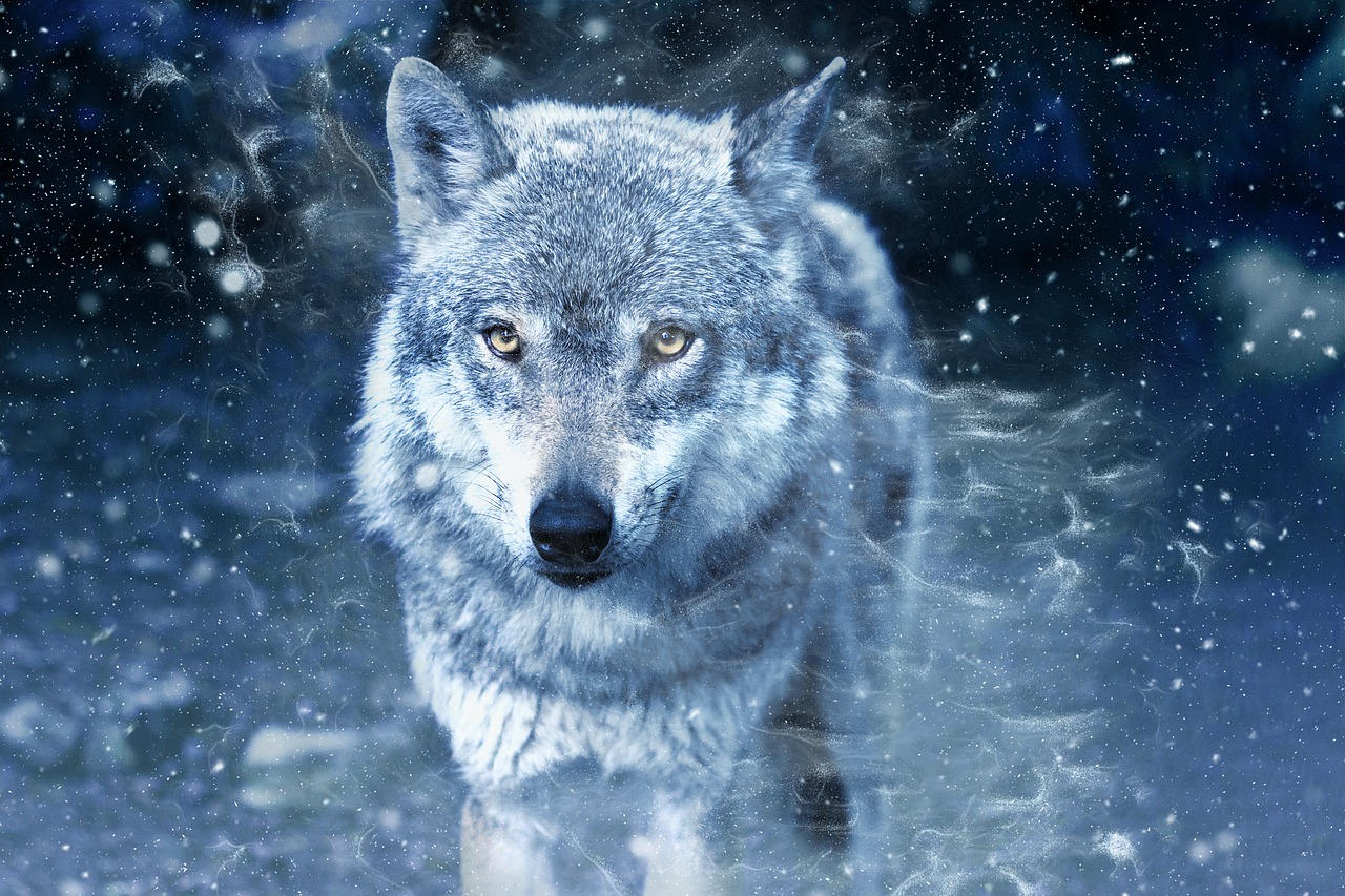 Wolf Raubtier Jäger Canis - Kostenloses Bild auf Pixabay - Pixabay