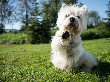 Free Dog White photo and picture