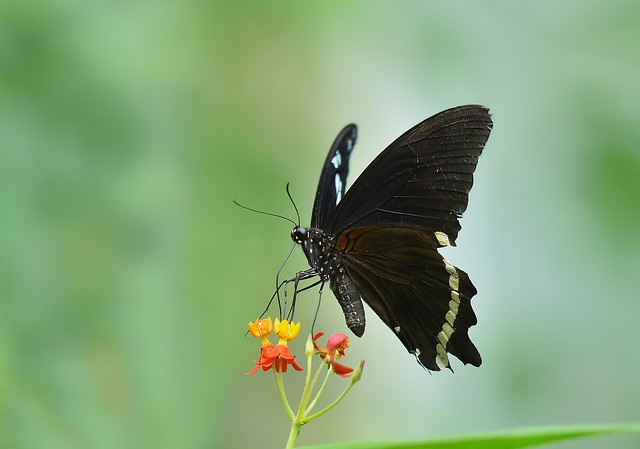 Free Macro Butterfly photo and picture