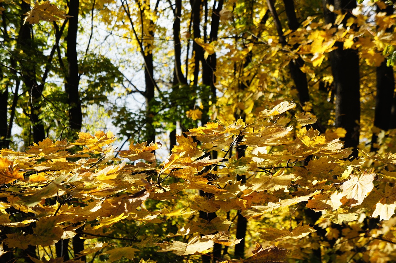 yellow-3797074_1280.jpg