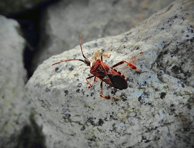 Autom Insect 30,000+ Free Autumn Insect & Insect Images - Pixabay