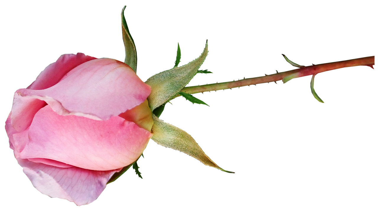Rose Bud Pink Free photo on Pixabay Pixabay
