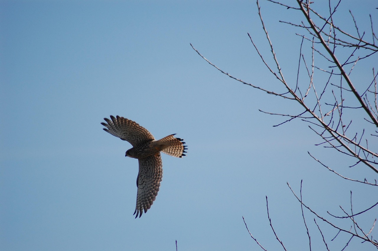Nature Dutch Animals - Free photo on Pixabay - Pixabay
