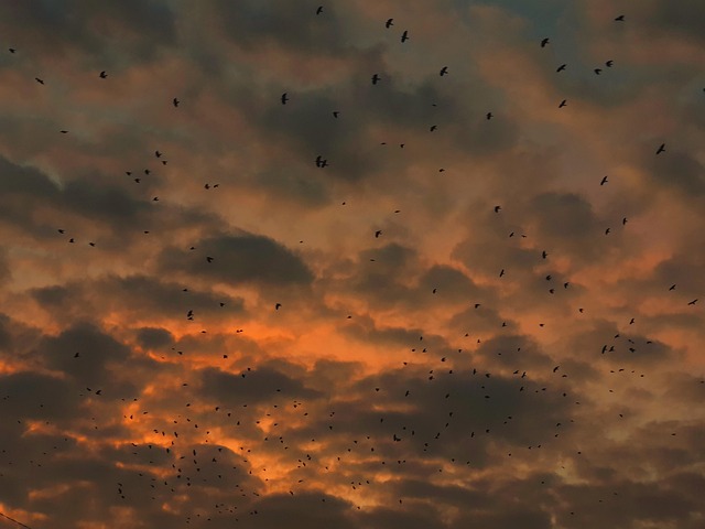 Free Clouds Birds photo and picture