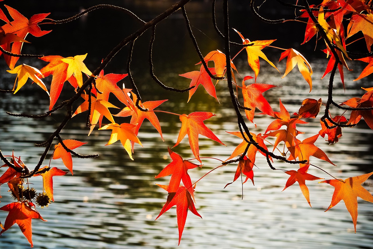 Tombe Feuilles D'Automne Photo gratuite sur Pixabay Pixabay — free download