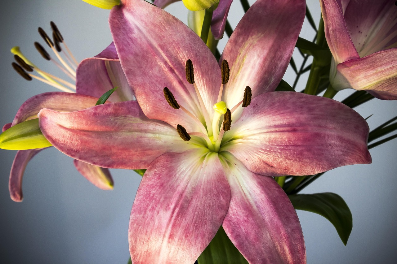 Lily - free online jigsaw puzzle photo