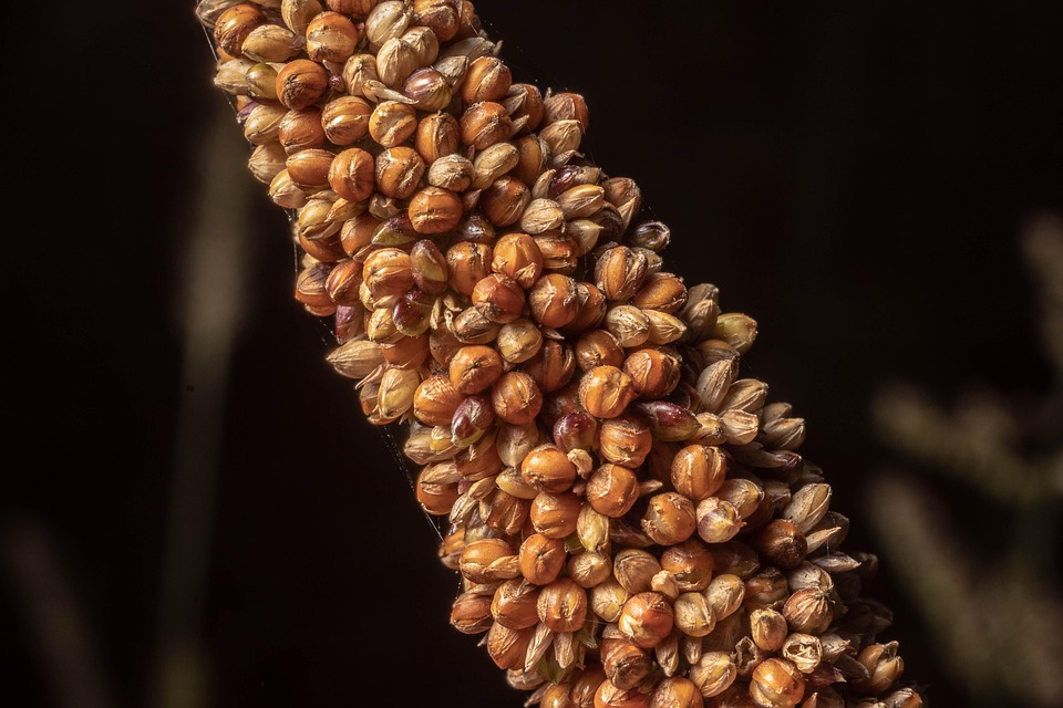 Makro, Hirse, Pflanze, Natur, Bio, Saatgut, Bauernhof