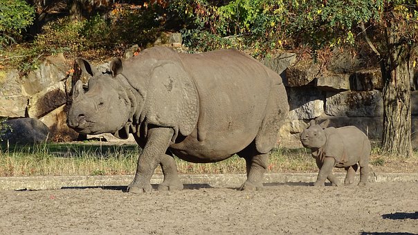 Индийский Носорог, Индийский Танк Rhino