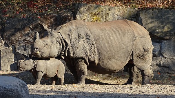Индийский Носорог, Индийский Танк Rhino
