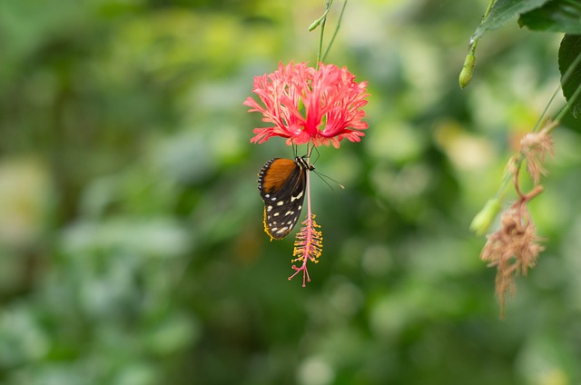 Free Butterfly Flower photo and picture