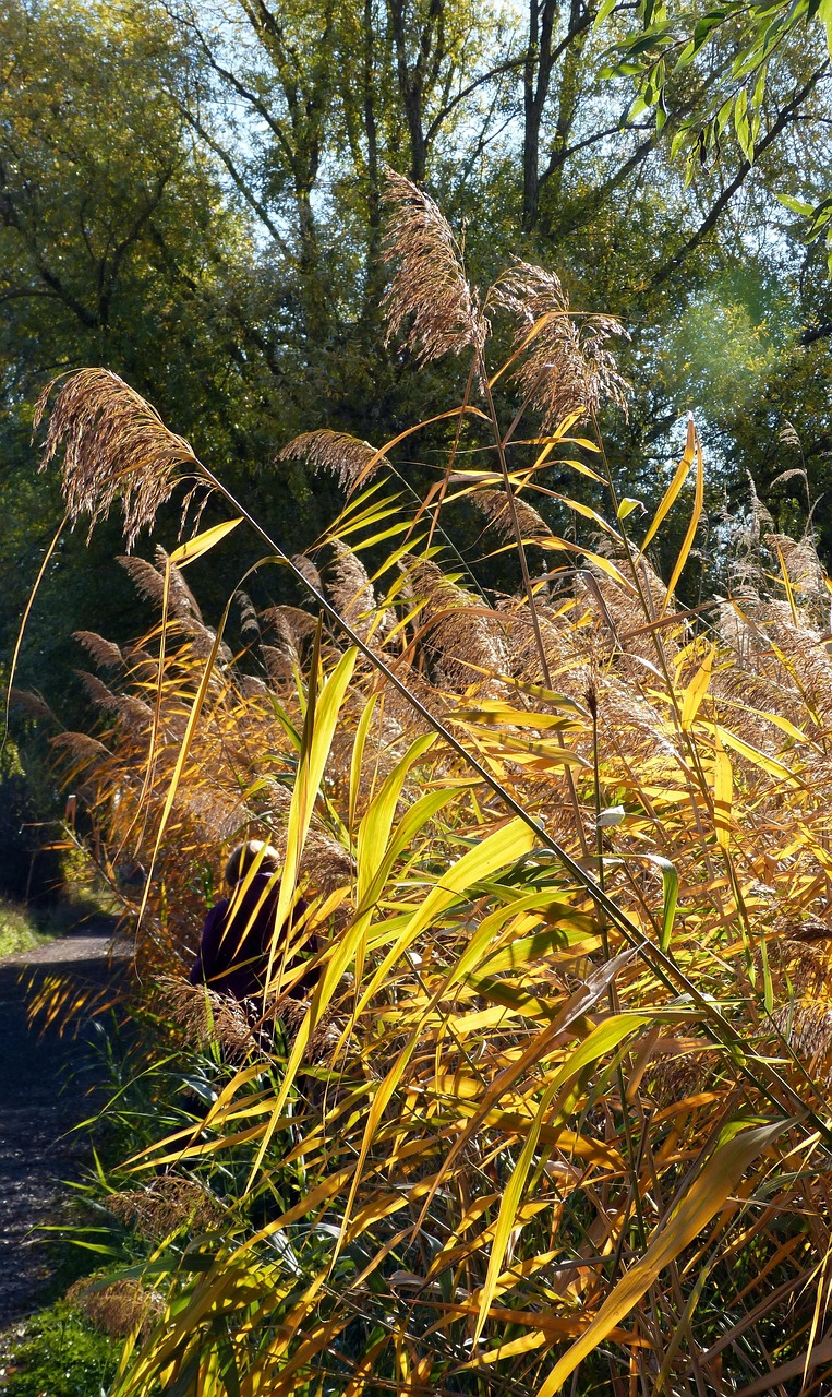 Reed Fall Nature - Free photo on Pixabay - Pixabay