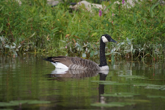 Free Bird Duck photo and picture