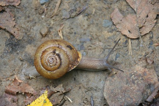 Free Snail Shell photo and picture