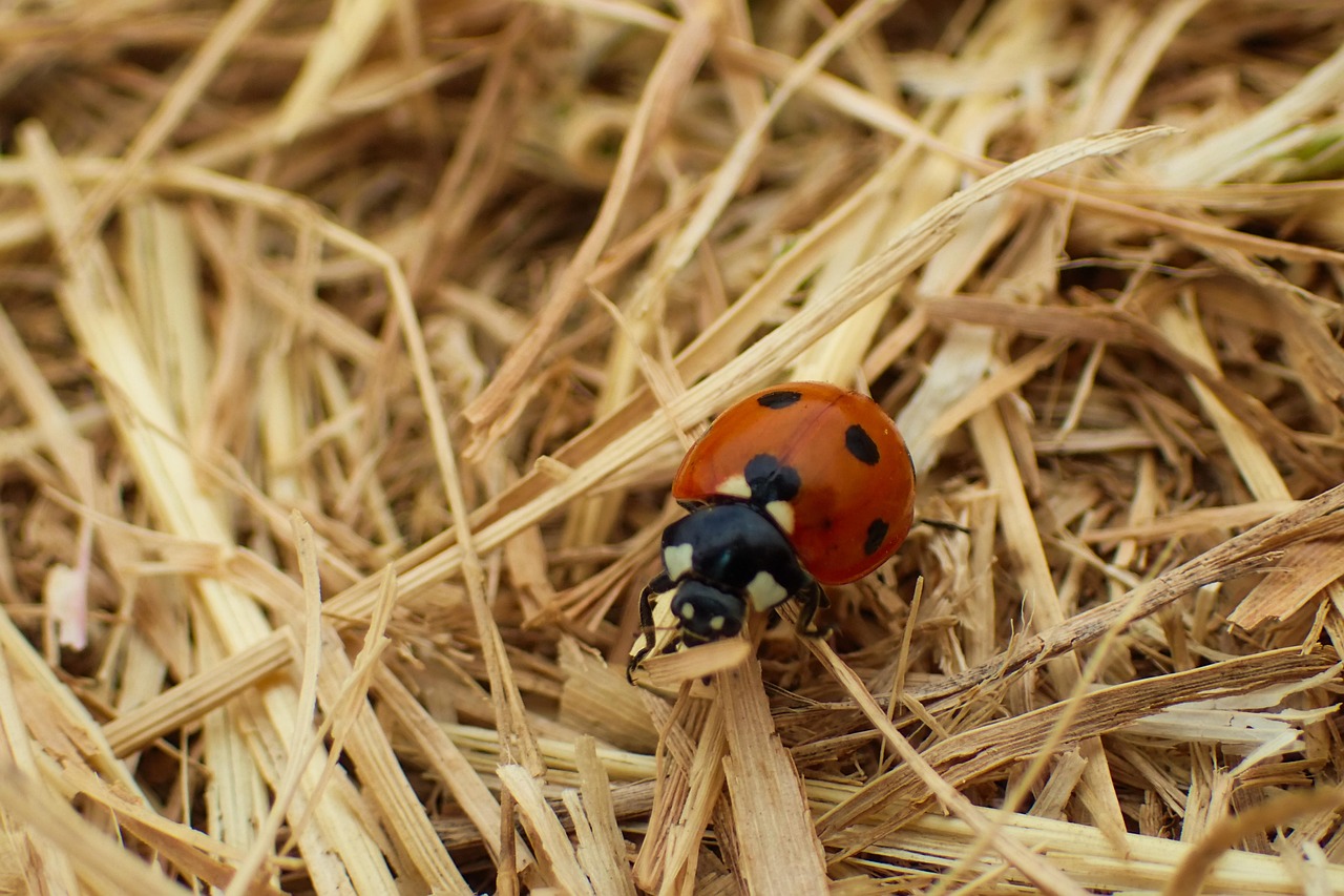 Ladybug Beautiful Beetle - Free photo on Pixabay - Pixabay