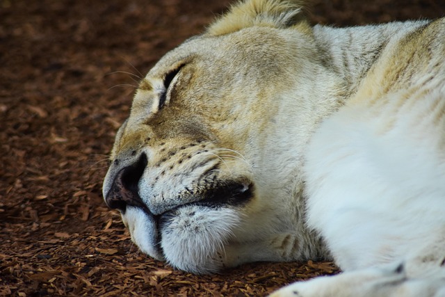 Free Lioness Nature photo and picture