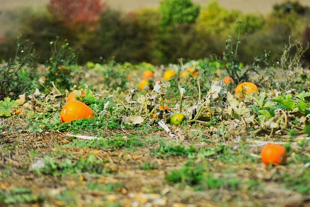 Free Halloween Harvest photo and picture